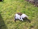 Huskat mulle