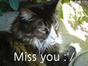 Maine Coon Simba R.I.P