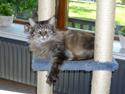 Maine Coon Ice R.I.P