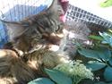 Maine Coon Sasi