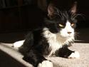 Norsk Skovkat Barneby R.i.p :'(