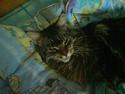 Maine Coon Rasmus