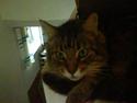 Maine Coon Line *Aflivet d.27/3-07*