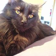 Maine Coon Amy Lomacoon's Faustina