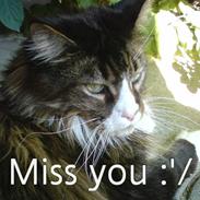 Maine Coon Simba R.I.P