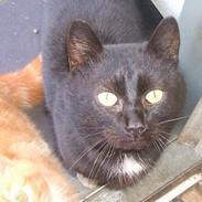 Blanding af racer Max