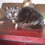 Blanding af racer Max