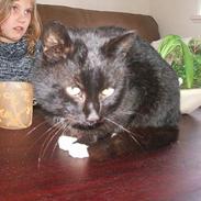 Blanding af racer Max