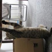 Huskat Piv