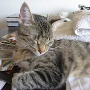 Huskat Piv