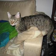 Huskat Piv
