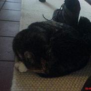 Blanding af racer Plet