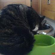 Blanding af racer Plet