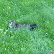 Blanding af racer Plet