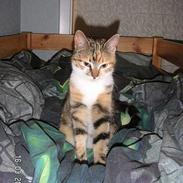 Blanding af racer Frida