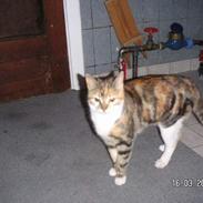 Blanding af racer Frida