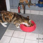 Blanding af racer Frida