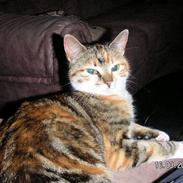 Blanding af racer Frida