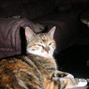 Blanding af racer Frida