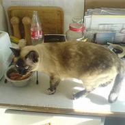 Blanding af racer Mitzy (Nancy) R.I.P
