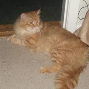 Maine Coon lexus