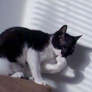 Huskat R.I.P. Mowgli