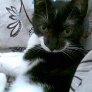 Huskat R.I.P. Mowgli