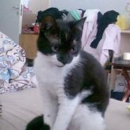 Huskat R.I.P. Mowgli