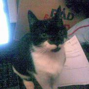 Huskat R.I.P. Mowgli