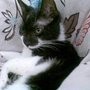 Huskat R.I.P. Mowgli