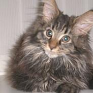 Maine Coon Sylvester