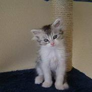 Maine Coon Kila (DØD)