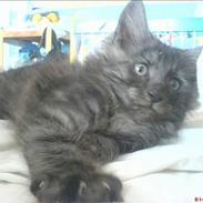 Maine Coon Busa