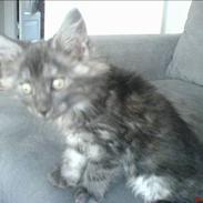 Maine Coon Busa