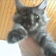 Maine Coon Busa
