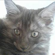 Maine Coon Busa