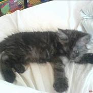 Maine Coon Busa