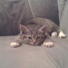 Huskat mulle (død d 28/04-07)