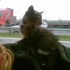 Huskat mulle (død d 28/04-07)