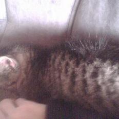 Huskat mulle (død d 28/04-07)