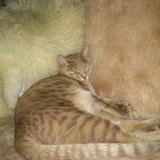 Ocicat smeagol