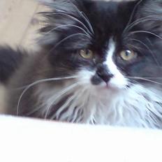 Blanding af racer Bamse