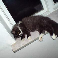 Blanding af racer Bamse