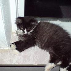 Blanding af racer Bamse