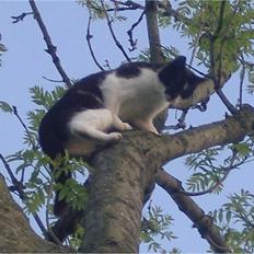Huskat Bøv