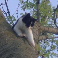 Huskat Bøv