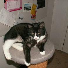 Blanding af racer Fine RIP