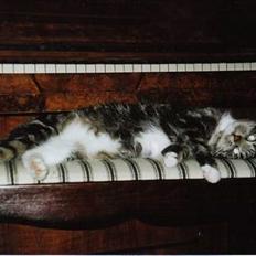 Blanding af racer Klunde DØD