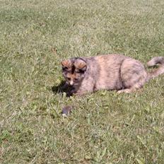 Blanding af racer Pjuskepus