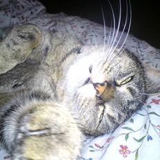 Blanding af racer Punzel. r.i.p.